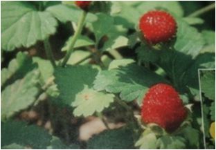 뱀딸기(장미과)